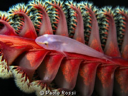 Pleurosicya boldinghi - Soft coral ghostgoby
Unusual ass... by Paolo Rossi 